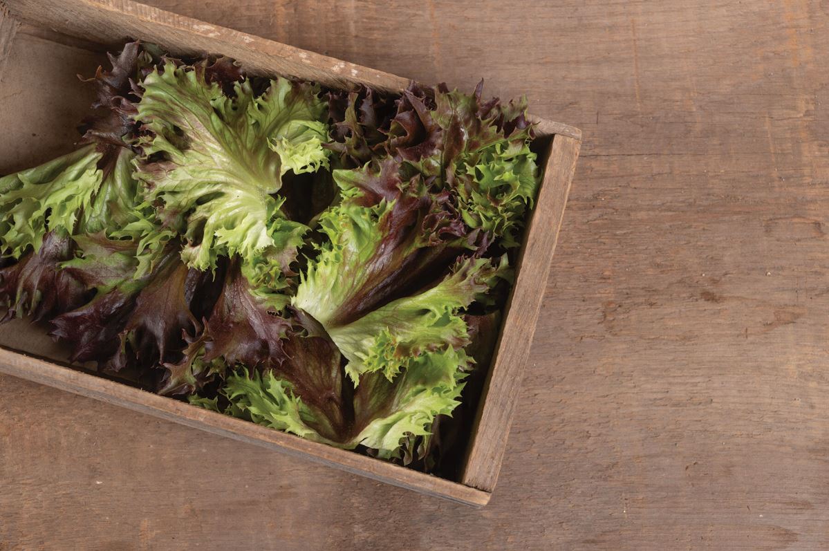 Rubygo – Lettuce Seed